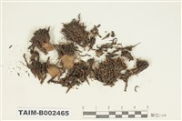 藏品(紫萼苔科)的圖片